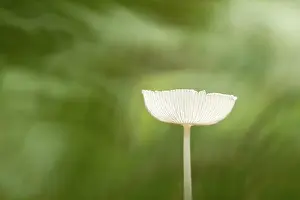 Inky: Inky Cap