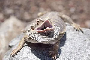Dragon: Inland Bearded Dragon