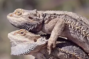 Dragon: Inland Bearded Dragon