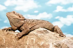 Dragon: INLAND BEARDED DRAGON - ON ROCK