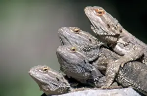 Lounge: Inland Bearded Dragons