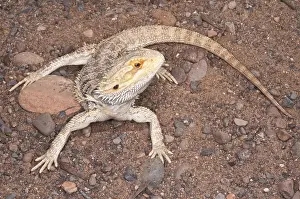 Dragon: Inland or central bearded dragon (Pogona vitticeps)