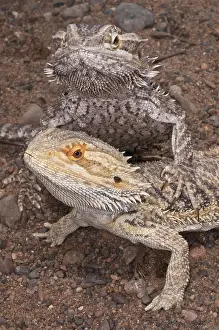 Dragon: Inland or central bearded dragon (Pogona vitticeps)