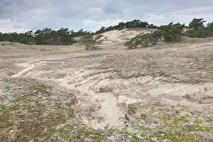 Klein: Inland Dunes near the Elbe river at Klein Schmoelen