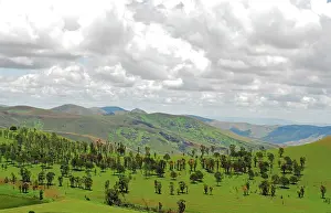Reforestation: Inland Madagascar. Reforestation on hills