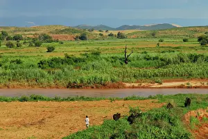 Zebu: Inland Madagascar. Zebu taking bath in the