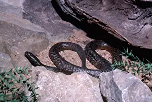 Deadly: Inland Taipan