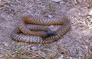 Deadly: Inland Taipan