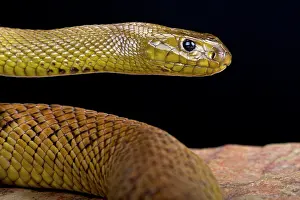 Oxyuranus: inland taipan (Oxyuranus microlepidotus), Australia