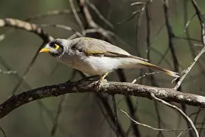 Thornbill: Inland Thornbill