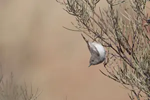 Inland: Inland Thornbill