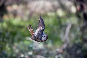 Cobwebs: Inland Thornbill - caught in spider web