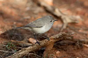 Inland: Inland Thornbill - Foraging on the ground - near