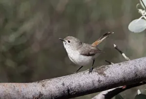 Thornbill: Inland Thornbill - in mulga scrub near Mt Liebig