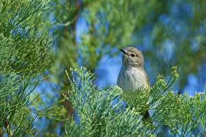 Thornbill: InlandThornbill
