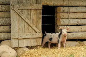Singly: Inquisitive pig looking out of a pig sty, Ukrainian