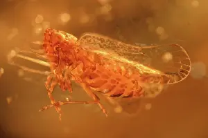 Compound: Insect in Amber