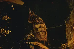 Dominican: Insect in Amber