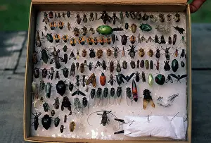 Case: Insect Collection