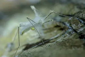 Humidity: Insect covered with mold and water in a cave, Cave