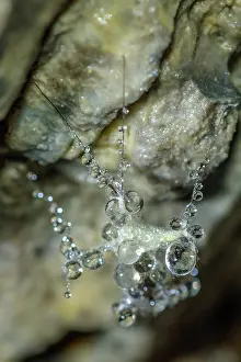 Humidity: Insect covered with mold and water in a cave, Cave