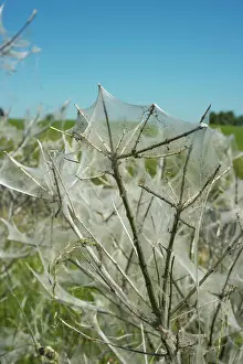 Ystad: Insect damage by Ermine butterfly (Yponomeutidae)