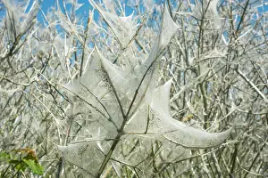 Ystad: Insect damage by Ermine butterfly (Yponomeutidae)