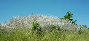 Ystad: Insect damage by Ermine butterfly (Yponomeutidae)