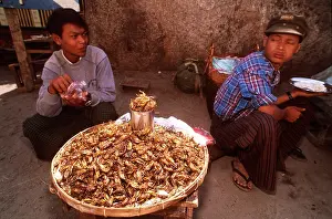 Strange: INSECT EATERS - Eating grasshoppers