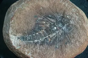 Mazon: Insect Fossil