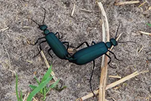 170122: insect of genus Prionotolytta mating in Kaudom National Par