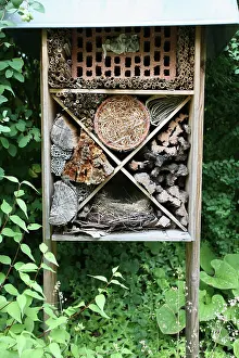 Composition: Insect house