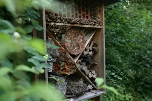 Composition: Insect house