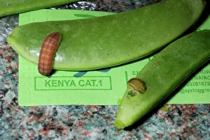 Alive: Insect larvae imported on Sugar Snaps from Kenya (alive)