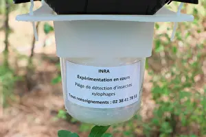 Trap: insect trap detection boring experimentally by INRA