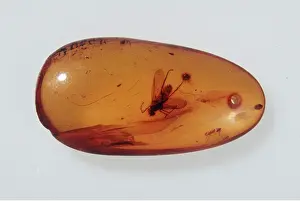 Amber: Insect trapped in AMBER
