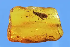 Insect trapped in amber - Baltic region - 45 million