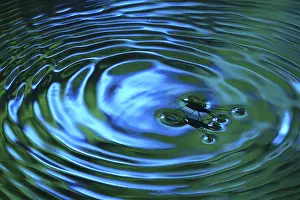 Flying Insects: Insect Water strider (Gerridae) on a river