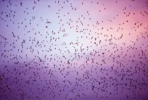 Leaving: INSECTIVOROUS BATS - flock leaving cave at dusk to feed