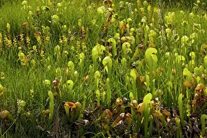 Californicum: An insectivorous plant Cobra Lily with bog asphodel