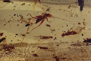 Miocene: Insects in Amber