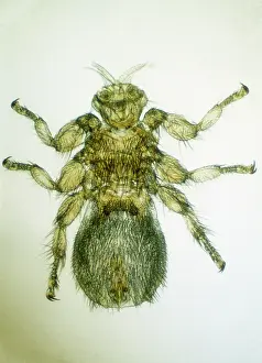 Ticks: INSECTS - Sheep Ked / Sheep Tick