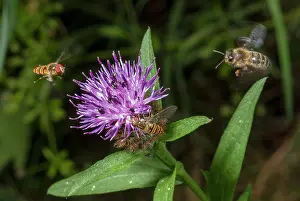 Pollinator: Insects visiting Common Knapweed, Centaurea nigra