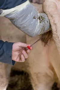 Needles: Insemination of a Charolaise cow France