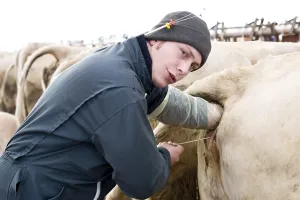 Sperm: Insemination of a Charolaise cow France