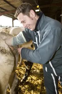 Needles: Insemination of a Normande cow France