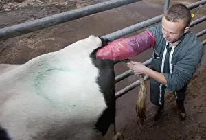 Stall: Inseminator inseminating a cow Holstein France