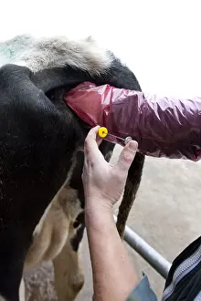 Backs: Inseminator inseminating a cow Holstein France