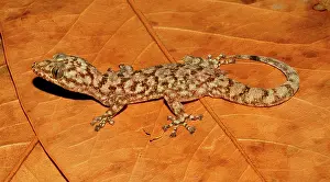 Insular: Insular Leaf-toed Gecko