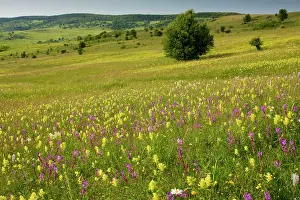 Intensely: Intensely flowery extensive grasslands around the